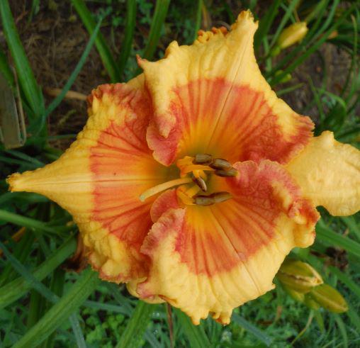 Lillians Mandrian Marmalade auction